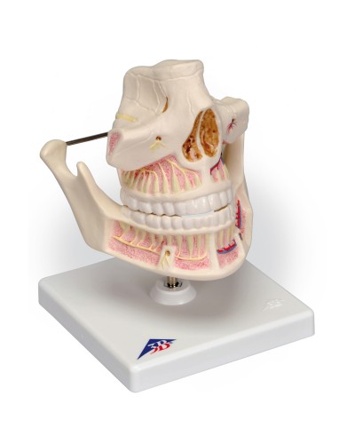 Модель зубов взрослого человека
